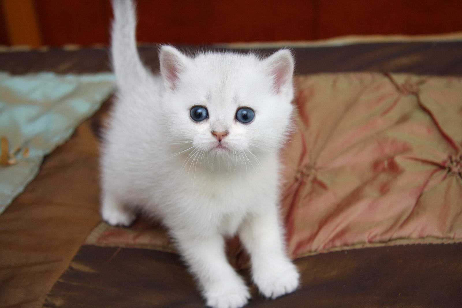 Аккорд пушистый беленький котенок