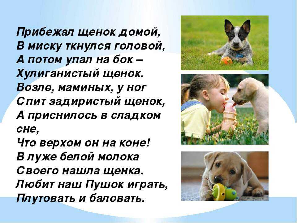Стихи про собак. детские стихи о собаках