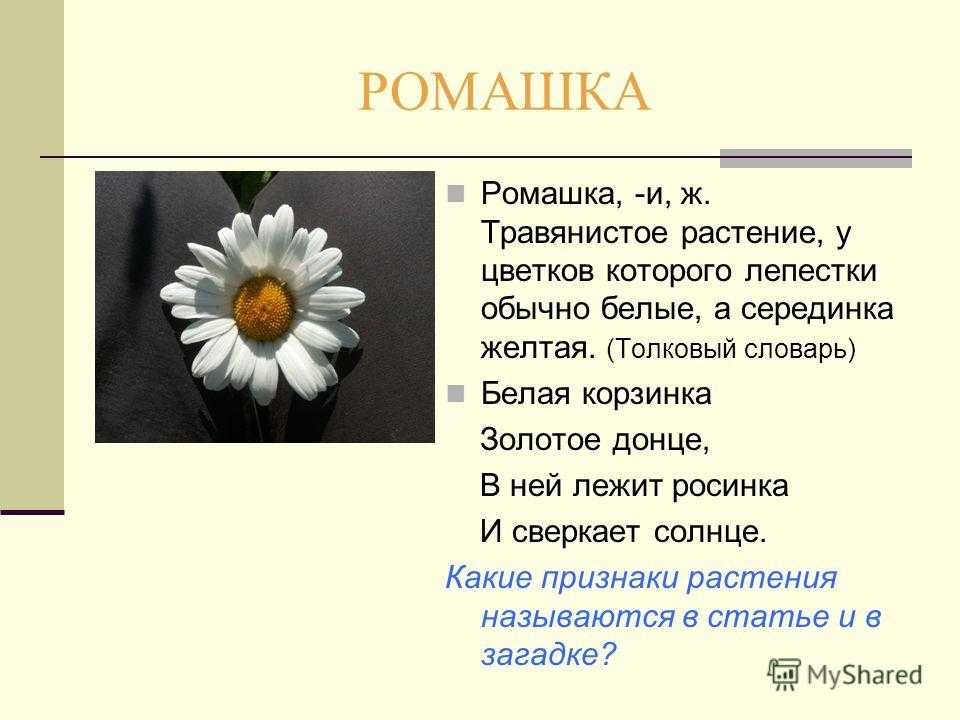 Что такое растения текст. Описание ромашки. Описание цветка ромашки. Из чего состоит Ромашка.
