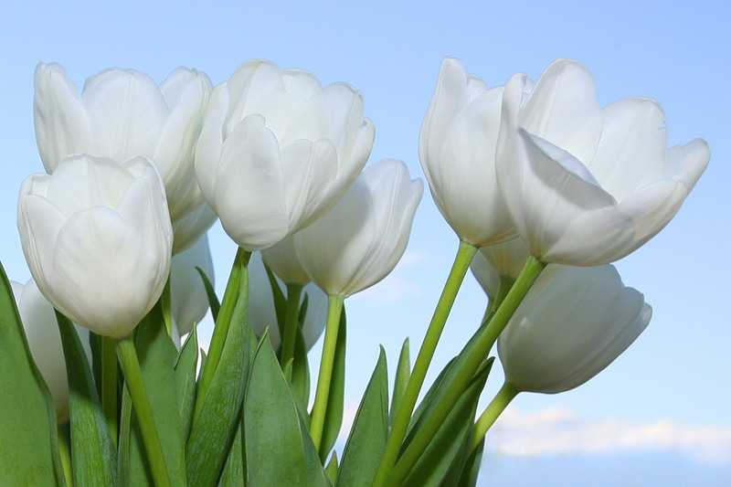 К чему снятся тюльпаны – сонник энигма