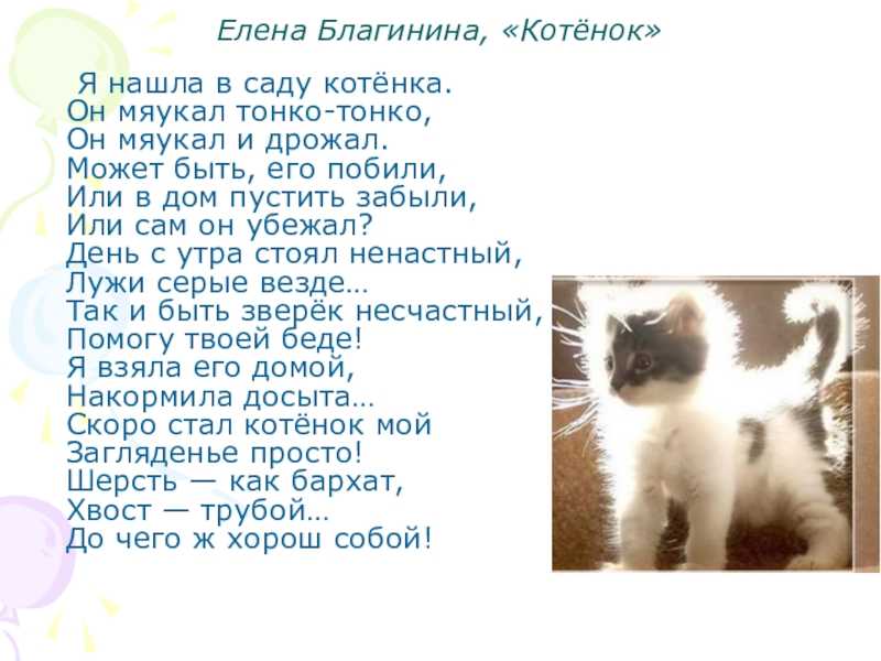 Песня жили котята. Стихотворение Елены Благининой котенок. Стих котёнок Благинина. Я нашла в саду котенка он мяукал тонко-тонко.