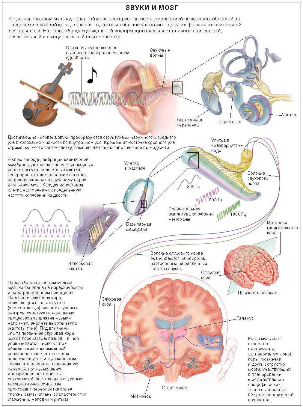 Влияние музыки на мозг человека: факты, исследования, теории