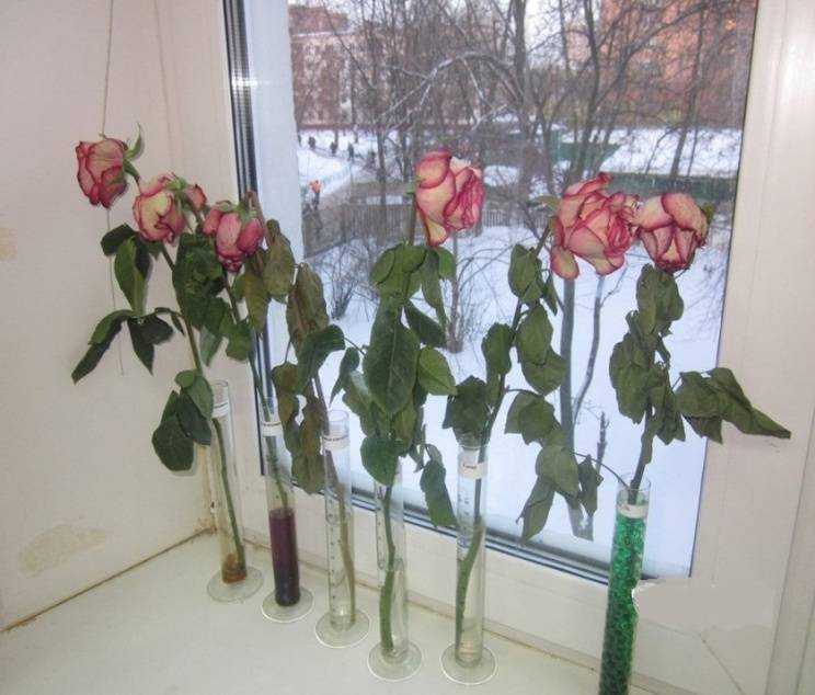 Как дольше сохранить срезанные розы в вазе