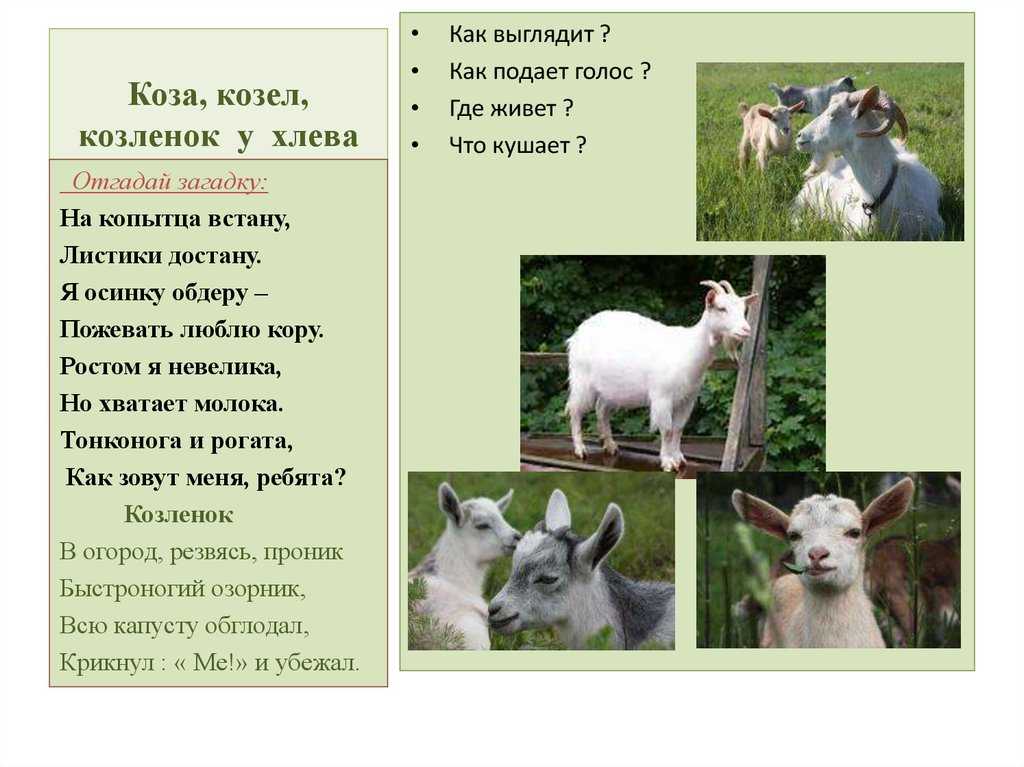 Где живут козлы. Коза описание. Картинки домашних животных с описанием. Коза для презентации. Описание домашнего животного коза.