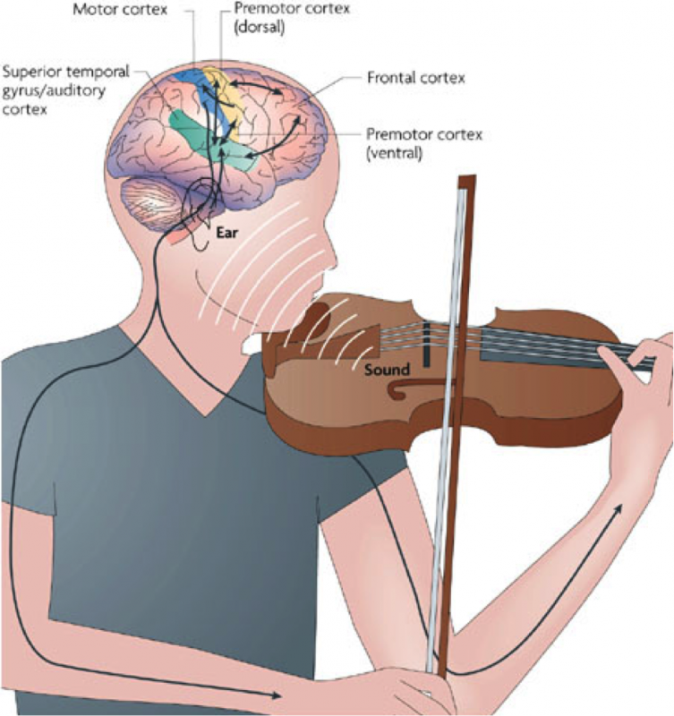 Музыка для памяти мозга слушать. Мозг и музыкальные инструменты. Влияние скрипки на мозг. Мозг музыканта. Игра на музыкальных инструментах мозг.