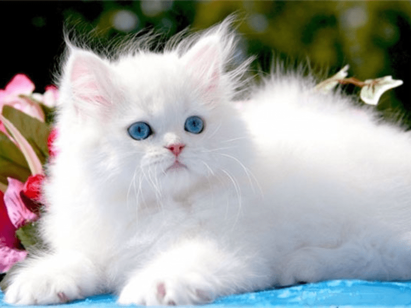 Беленьких котиков. Рэгдолл котята. Белый котенок. Пушистые котята. Красивые пушистые котята.
