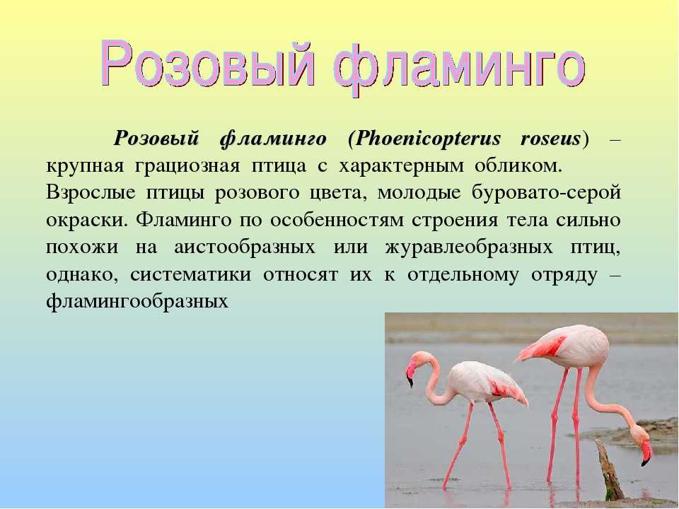 Фламинго сообщение. Фламинго описание для детей 1 класса. Фламинго краткое описание для детей. Розовый Фламинго краткое описание. Краткая характеристика Фламинго.